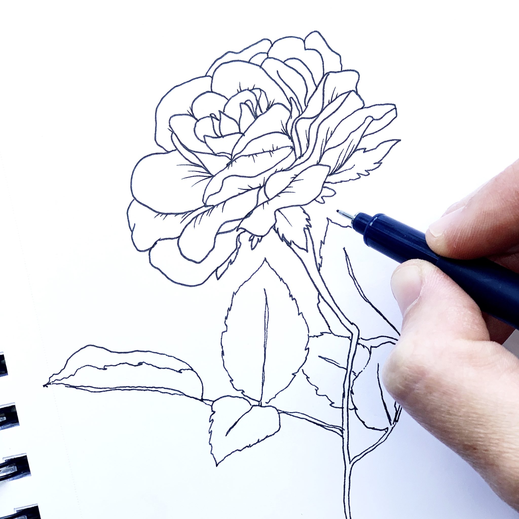 Floral Illustration Tips, Tricks and Tutorial - Adrienne Castleton