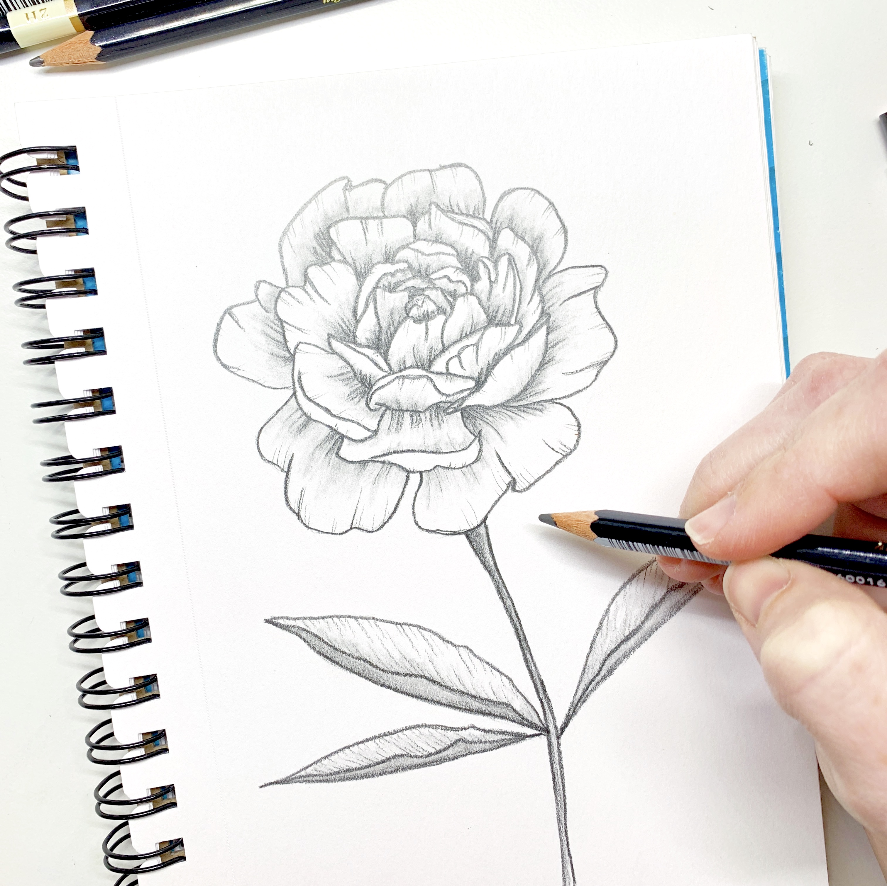 Learn how to draw a peony flower with MONO Drawing Pencils