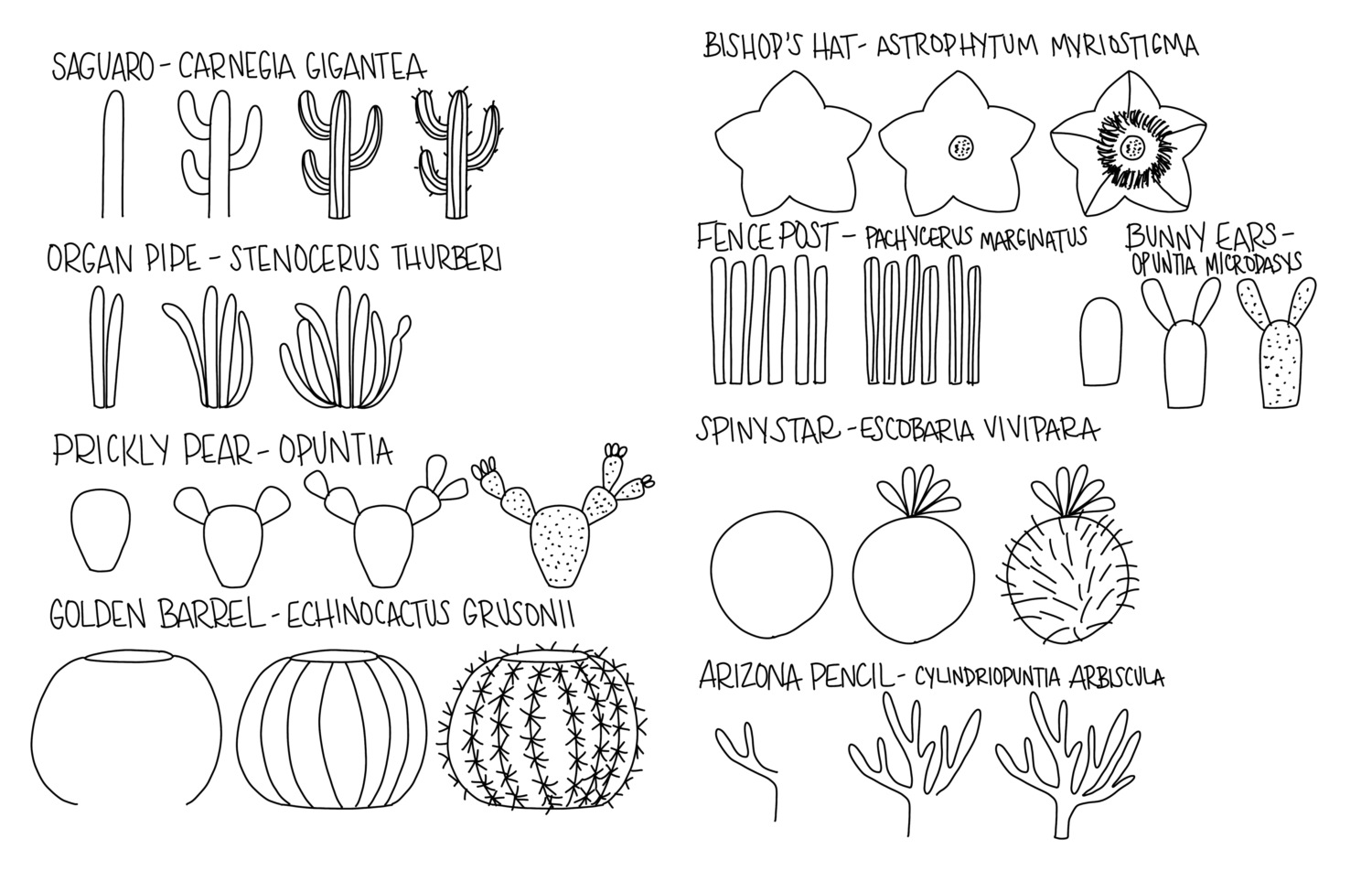 Image contains step by step illustrations for how to create each of the nine cactus doodles. These images are the free printable download referenced in the materials list.