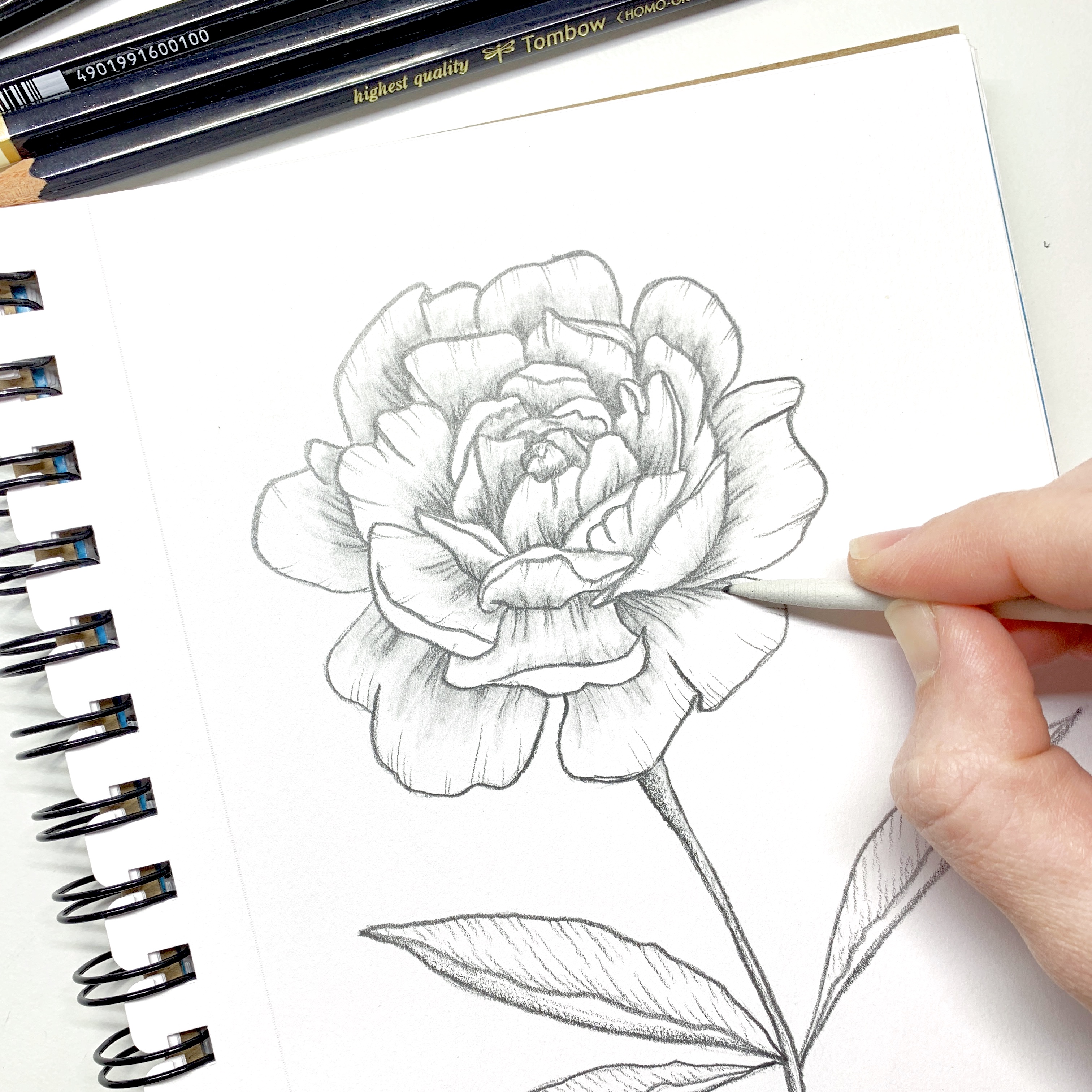 Tutorial: learn to draw a beautiful peony