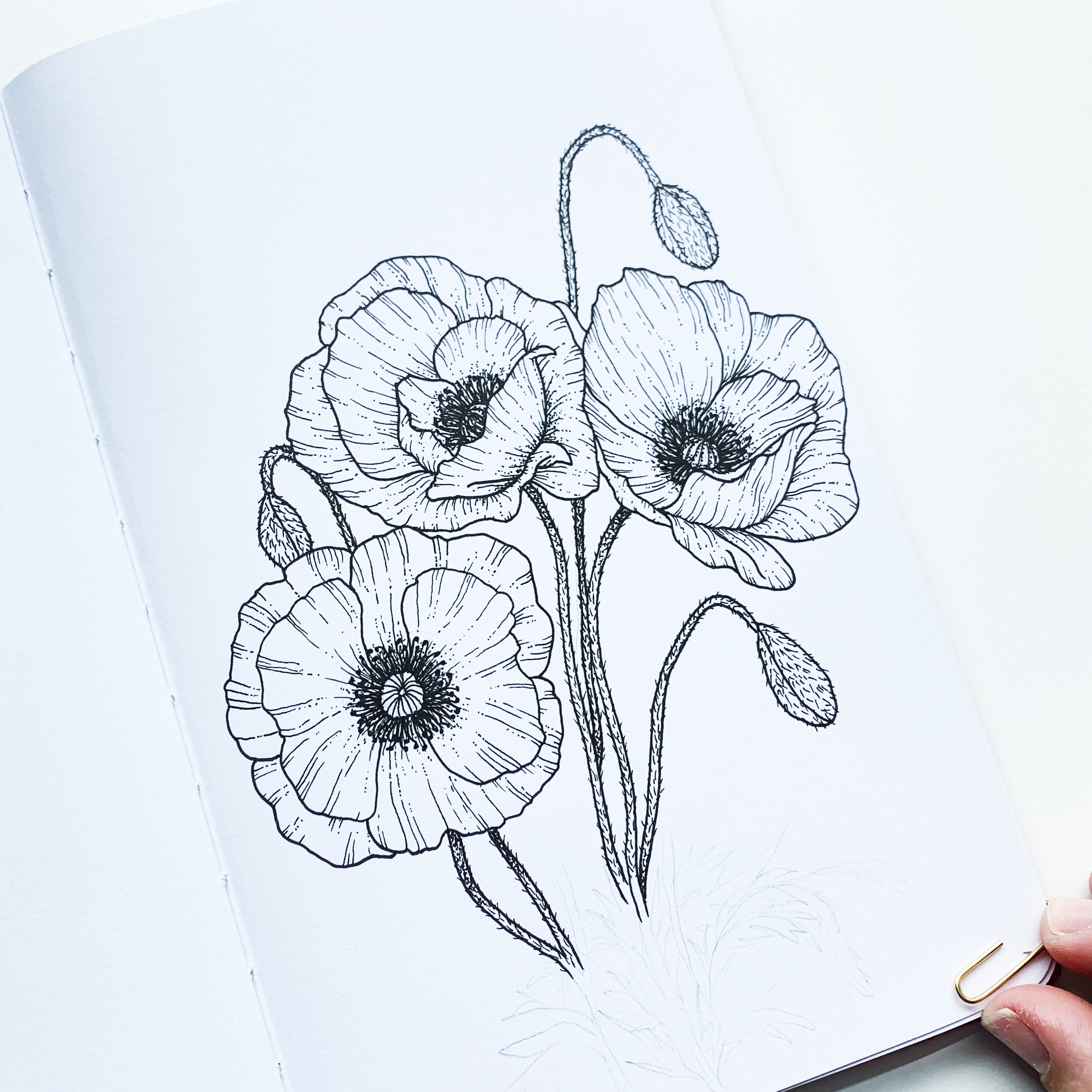 how to draw a poppy flower step by step