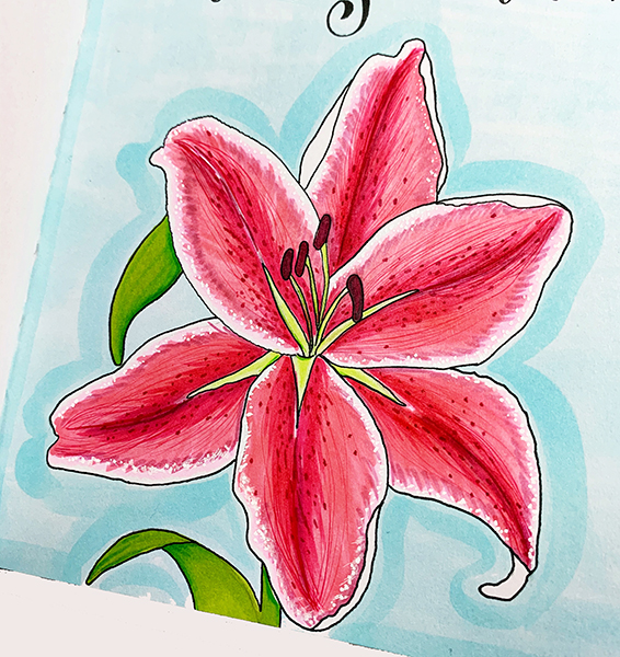 lily flower drawings in color