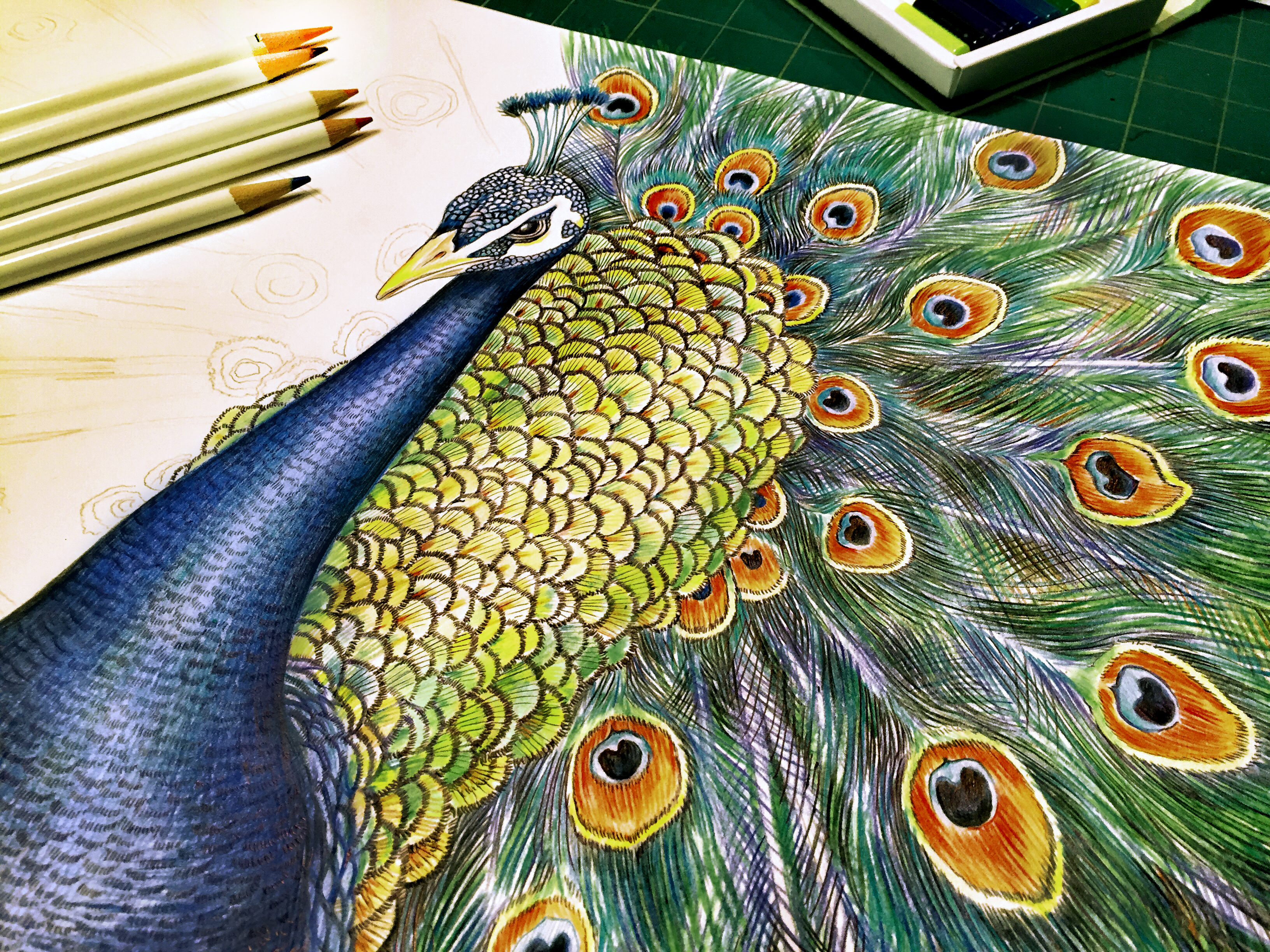 Птицы Павлин цветными карандашами